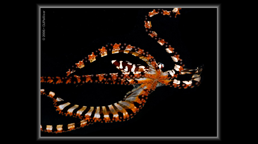 octopus (2)